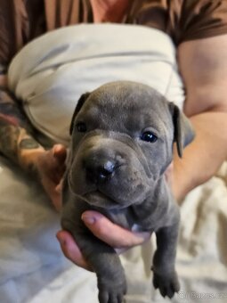 Štěňátka Pitbulla prodám - 9