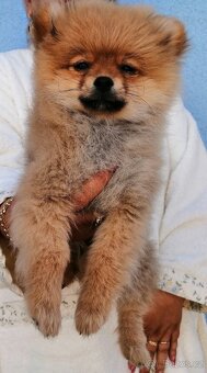 POMERANIAN - 9
