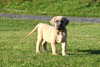 Cane Corso štěňata s FCI PP - 9