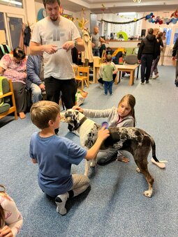 Louisianský leopardí pes - 9