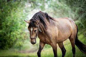 Extra Lusitano kobyla - 9