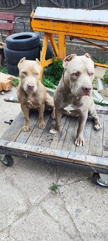 Americký pitbulterier pitbul pitbull silver lilac rare spp - 9
