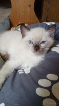 Kotátka Ragdoll bez PP - 9