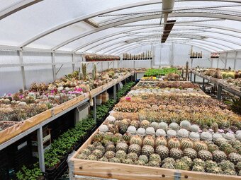 Prodám rozsáhlou sbírku kaktusů - 9