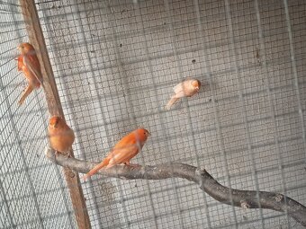 Prodám kanárky - 9