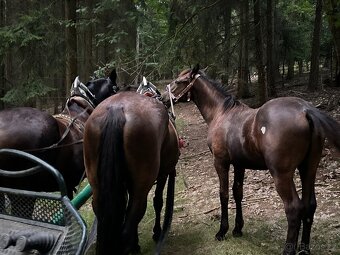 Starokladrubský vraný hřebeček - 9