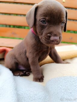 Štěňátka Patterdale teriérů - 9