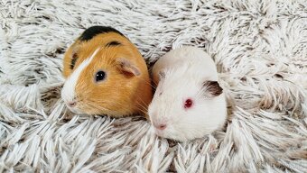 Morče, Morčátko, Morčátka, Morčata - VILÍK A TOMÍK - 9