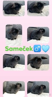 Volný Sameček - Anglický Zakrslý Beránek MiniLop🍑🧡 - 9