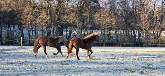 Dvě klisny slezskeho norika - 9