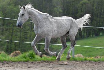 Limba hledá nový domov - 9