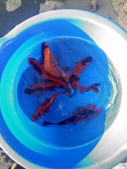 Koi kapr ,Karas zlatý,Karas shubunkin,závojnatka. - 9