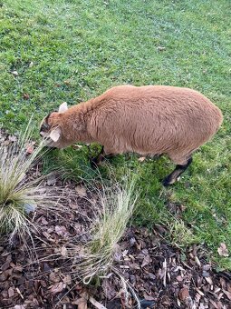 Ovce kamerunská - 9