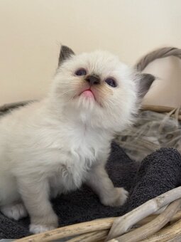 Ragdollí láska na celý život – koťátka s PP k rezervaci - 9
