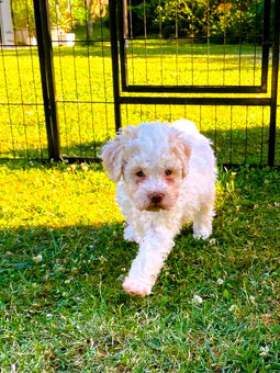 Lagotto Romagnolo s PP - 9