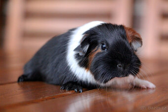 Morče, morčata, morčátko s PP - krátkosrstá - 9