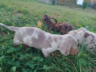 Trpasličí hladkosrstý jezevčík - 9