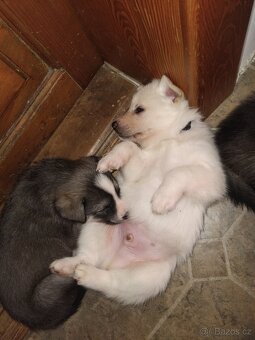 Rezervace husky štěňat - 9