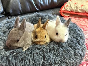 ♥️zakrslý králík - mimča již k odběru 🐰 - 9