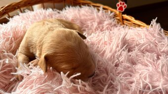 🐶Štěňata 🐶 - 9
