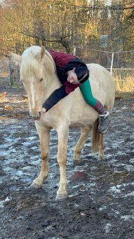Žlutý valach pony B - 9