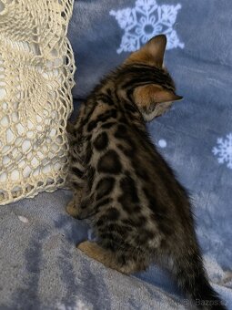 Bengálská kočka s Pp - 9