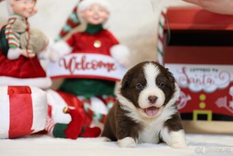 Miniaturní americký ovčák - 9