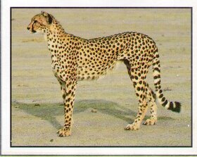 Encyklopedie ohrožených zvířat WWF Lutra Panini (1991) - 9