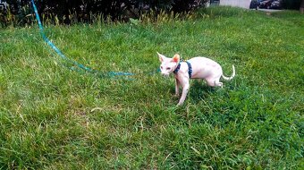 kocour Sphynx - 9
