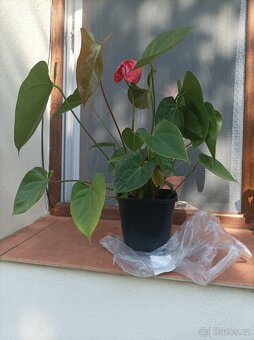 Květinový stojan + Aloe Vera + Anturie - 9