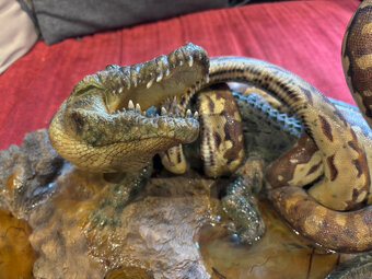 Queen Studios - Rock Python and Nile Crocodile - 9