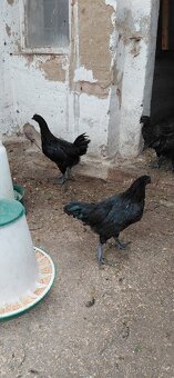 Ayam cemani - 9