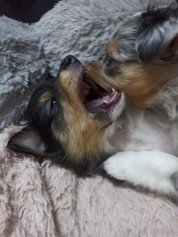 Owczarek szetlandzki piesek trikolor - 9