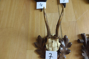 Srnčí parůžky - 9