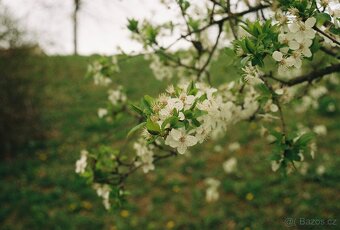 Canon AE-1 Program se dvěma objektivy - 9