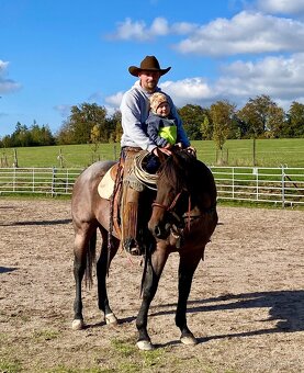 Připouštěni bay roan hřebcem Quarter horse - 9
