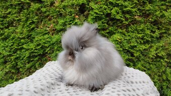 Zakrslý králík, králíček -(TEDDY)-OLIVIE - 9