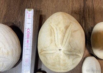 Mušle, Mechovky, Ježci, Krabi atd. - 9