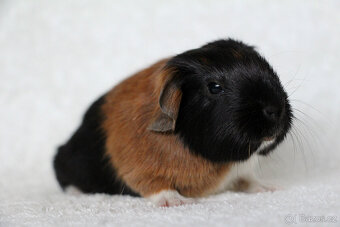 Morče, morčata, morčátko s PP - krátkosrstá - 9