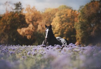 Připouštění hřebcem APPALOOSA - 9