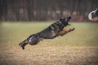 Fenka, německý ovčák s PP - 9
