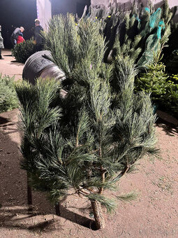 VÁNOČNÍ STROMKY - 9