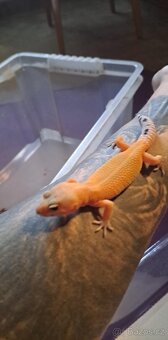 Gekončík noční - 9