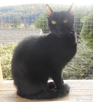 Černá, hodná 2letá Žofinka s výraznýma očima - 9