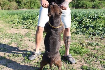 exotic bully micro fena - suka - 9