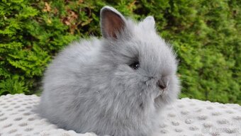 Zakrslý králík, králíček -(TEDDY)-FLORIAN - 9
