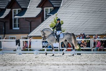Připouštění PRE plemenným hřebcem- pura raza espanola - 9