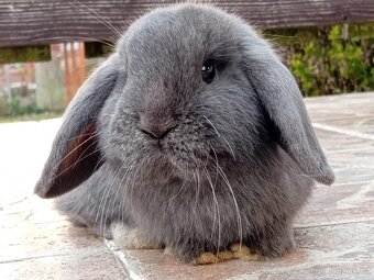 Samička Zakrslý Beránek MiniLop ❤️❤️🍑 - 9