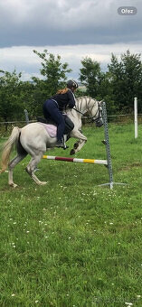 Připouštění čistým arabským hřebcem - 9