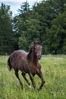 AQH smoky black klisna - 9